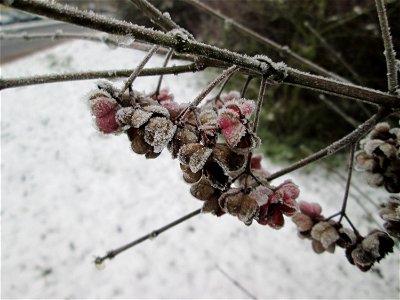 Vereister Gewöhnlicher Spindelstrauch oder Pfaffenhütchen (Euonymus europaeus) am Stadtrand von Hockenheim nach dem Wintereinbruch am 1. Dezember 2017