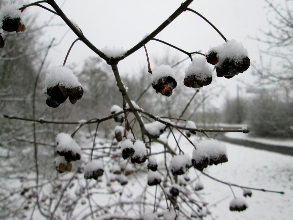 Gewöhnlicher Spindelstrauch oder Pfaffenhütchen (Euonymus europaeus) an der A61 bei Hockenheim bei Neuschnee am 3. Dezember 2017