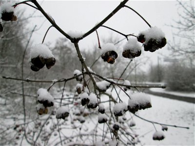 Gewöhnlicher Spindelstrauch oder Pfaffenhütchen (Euonymus europaeus) an der A61 bei Hockenheim bei Neuschnee am 3. Dezember 2017