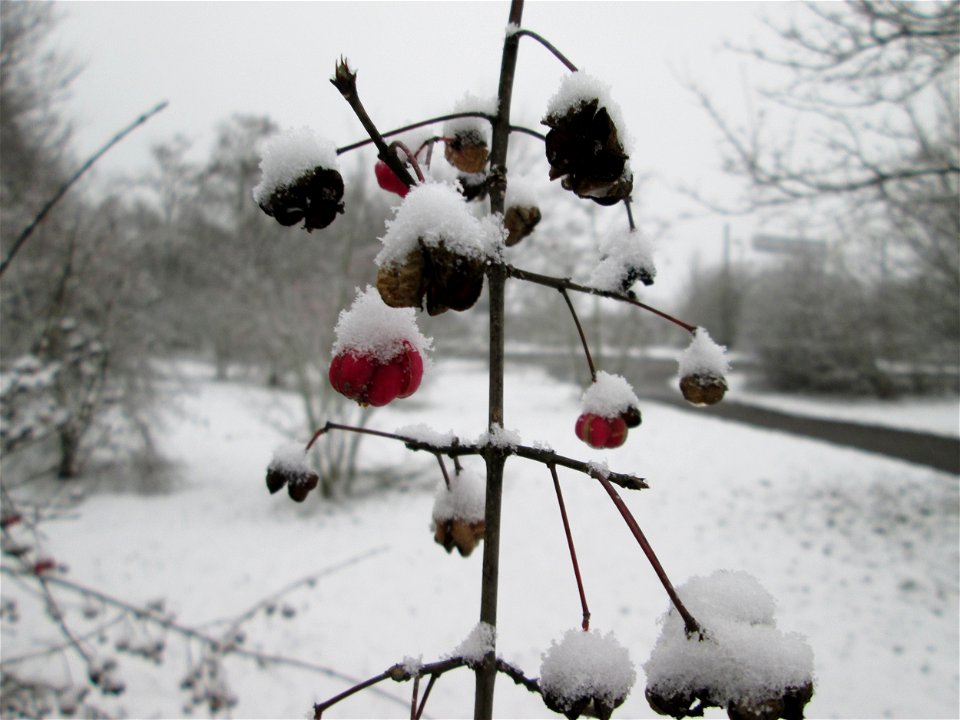 Gewöhnlicher Spindelstrauch oder Pfaffenhütchen (Euonymus europaeus) an der A61 bei Hockenheim bei Neuschnee am 3. Dezember 2017