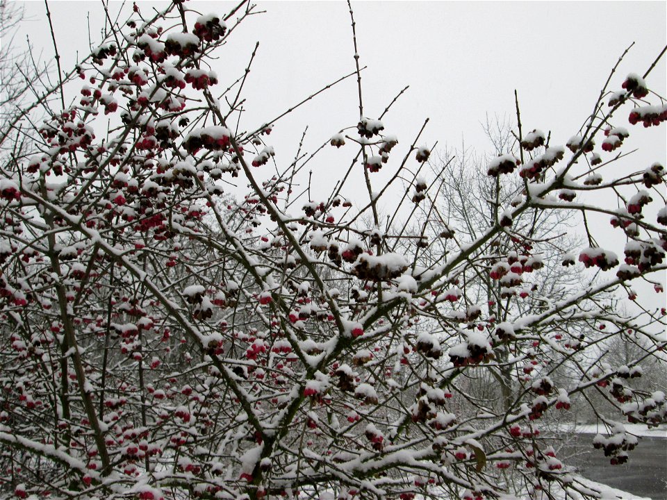 Gewöhnlicher Spindelstrauch oder Pfaffenhütchen (Euonymus europaeus) an der A61 bei Hockenheim bei Neuschnee am 3. Dezember 2017