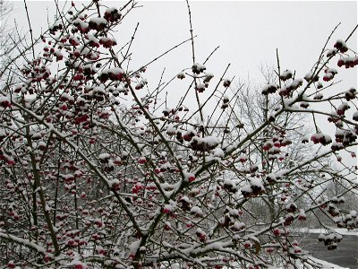 Gewöhnlicher Spindelstrauch oder Pfaffenhütchen (Euonymus europaeus) an der A61 bei Hockenheim bei Neuschnee am 3. Dezember 2017