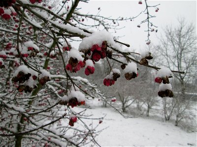 Gewöhnlicher Spindelstrauch oder Pfaffenhütchen (Euonymus europaeus) an der A61 bei Hockenheim bei Neuschnee am 3. Dezember 2017