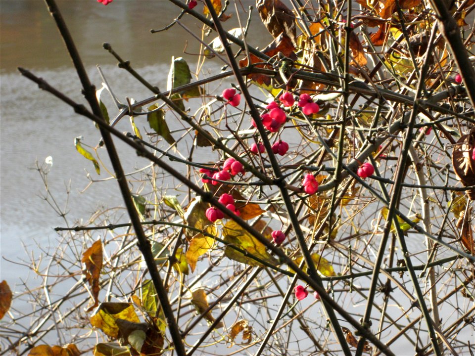 Gewöhnlicher Spindelstrauch oder Pfaffenhütchen (Euonymus europaeus) am Staden in Saarbrücken