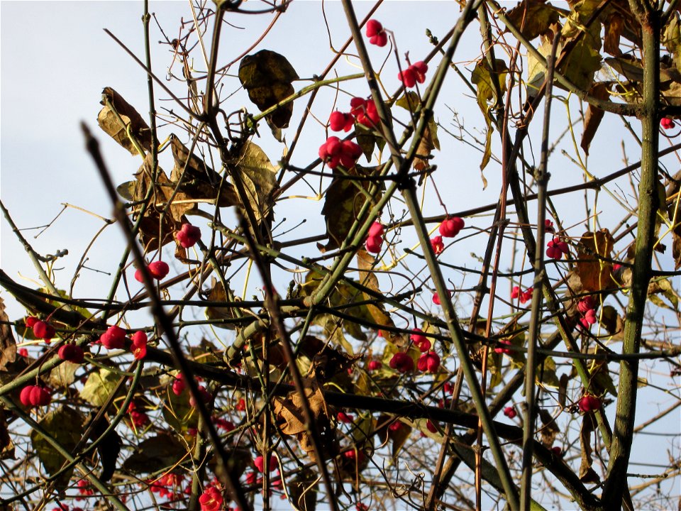 Gewöhnlicher Spindelstrauch oder Pfaffenhütchen (Euonymus europaeus) am Staden in Saarbrücken
