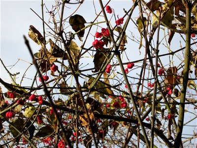 Gewöhnlicher Spindelstrauch oder Pfaffenhütchen (Euonymus europaeus) am Staden in Saarbrücken