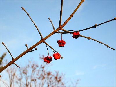 Gewöhnlicher Spindelstrauch oder Pfaffenhütchen (Euonymus europaeus) an der Böschung der A61 bei Hockenheim