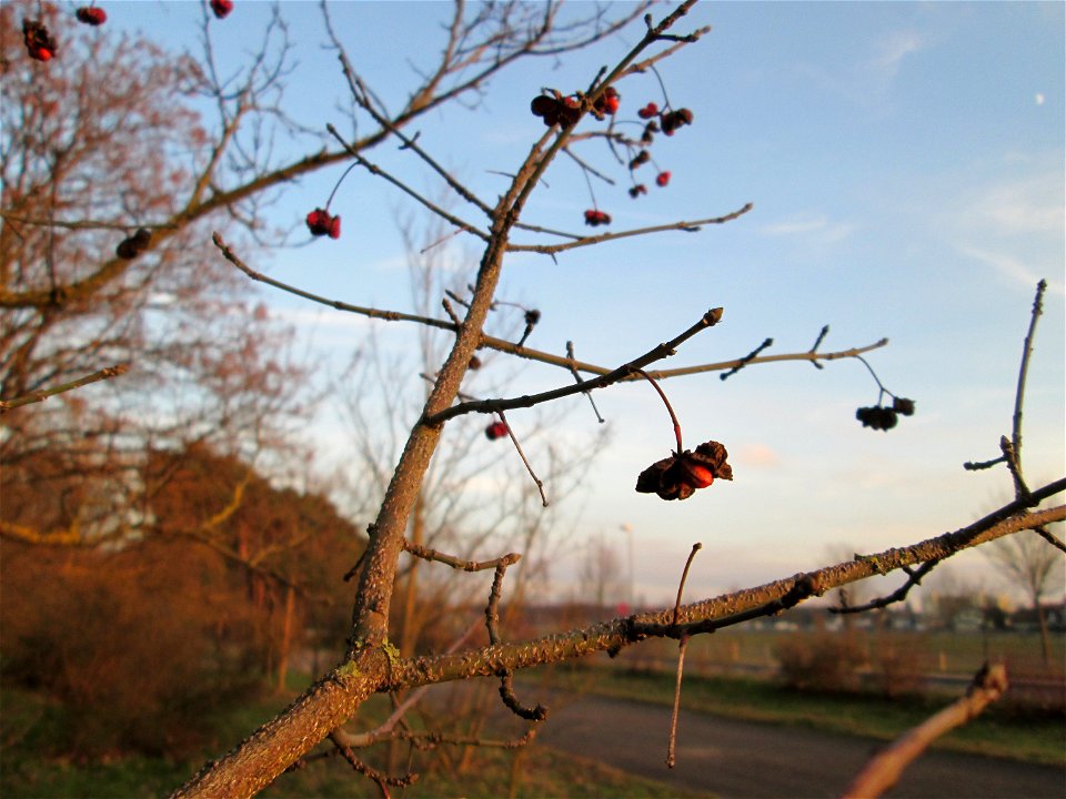 Gewöhnlicher Spindelstrauch oder Pfaffenhütchen (Euonymus europaeus) an der Böschung der A61 bei Hockenheim