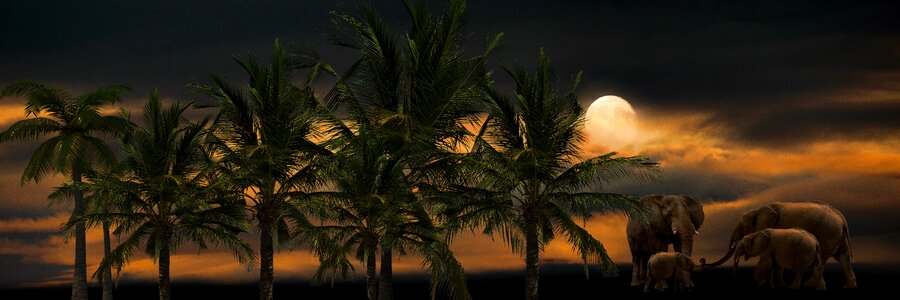 Palm trees elephant proboscis