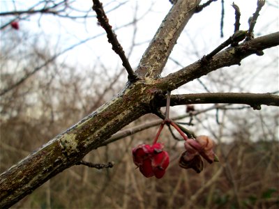 Gewöhnlicher Spindelstrauch oder Pfaffenhütchen (Euonymus europaeus) in Hockenheim