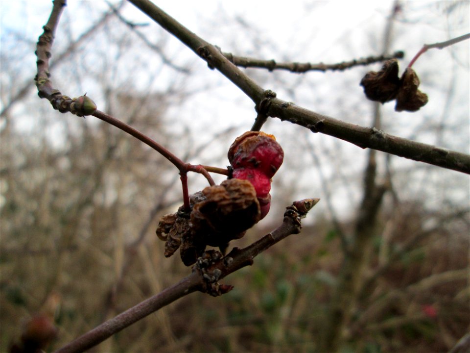 Gewöhnlicher Spindelstrauch oder Pfaffenhütchen (Euonymus europaeus) in Hockenheim