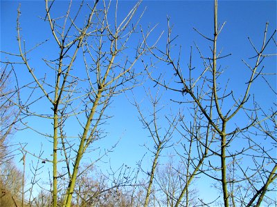 Gewöhnlicher Spindelstrauch oder Pfaffenhütchen (Euonymus europaeus) an der Böschung der A61 bei Hockenheim