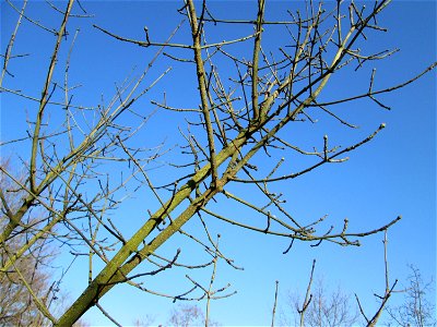 Gewöhnlicher Spindelstrauch oder Pfaffenhütchen (Euonymus europaeus) an der Böschung der A61 bei Hockenheim