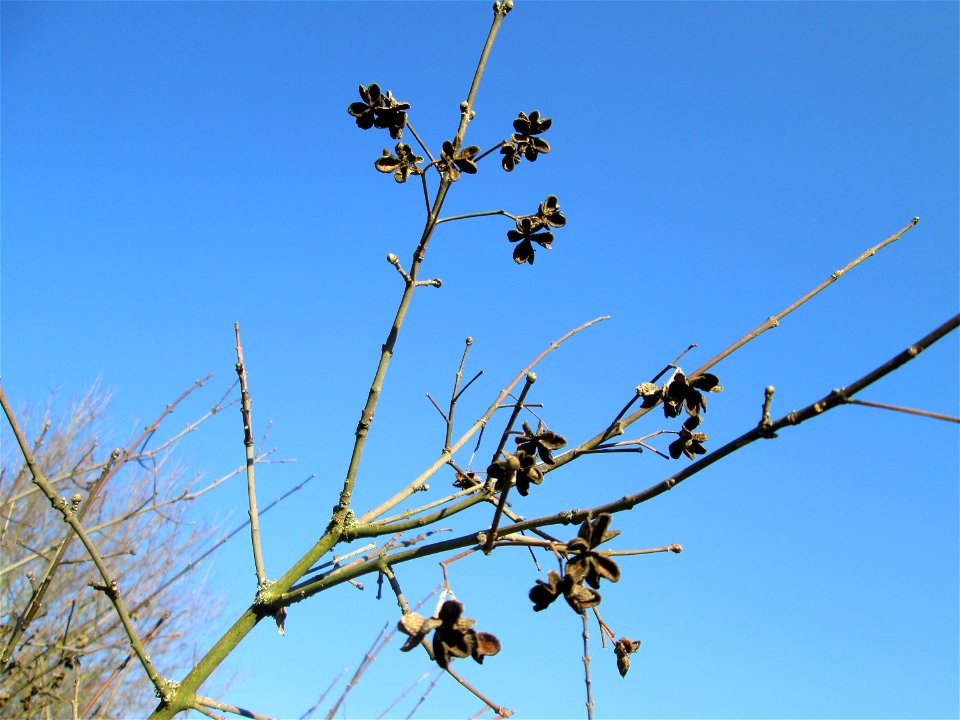 Gewöhnlicher Spindelstrauch oder Pfaffenhütchen (Euonymus europaeus) an der Böschung der A61 bei Hockenheim