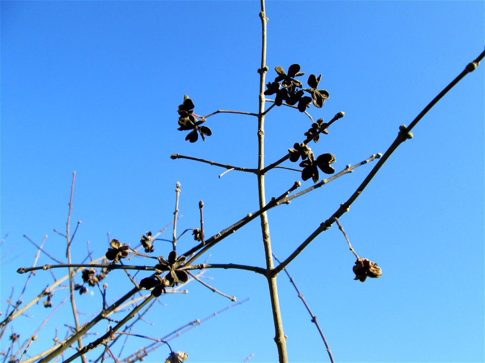 Gewöhnlicher Spindelstrauch oder Pfaffenhütchen (Euonymus europaeus) an der Böschung der A61 bei Hockenheim