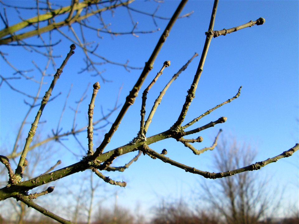 Gewöhnlicher Spindelstrauch oder Pfaffenhütchen (Euonymus europaeus) an der Böschung der A61 bei Hockenheim
