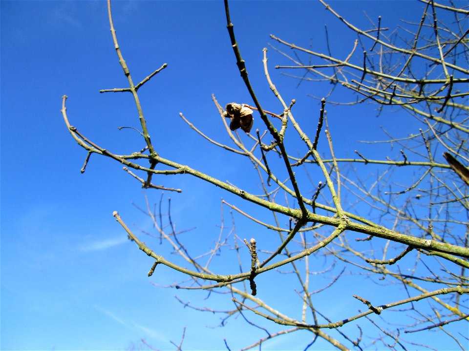 Gewöhnlicher Spindelstrauch oder Pfaffenhütchen (Euonymus europaeus) im Naturschutzgebiet „St. Arnualer Wiesen“