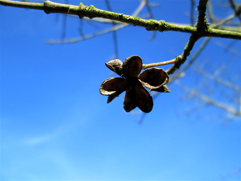 Gewöhnlicher Spindelstrauch oder Pfaffenhütchen (Euonymus europaeus) im Naturschutzgebiet „St. Arnualer Wiesen“