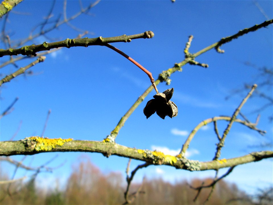 Gewöhnlicher Spindelstrauch oder Pfaffenhütchen (Euonymus europaeus) im Naturschutzgebiet „St. Arnualer Wiesen“