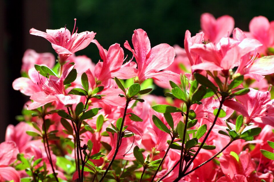 Nature color pink petals