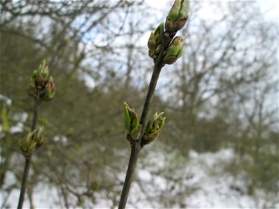 Austreibender Gewöhnlicher Spindelstrauch oder Pfaffenhütchen (Euonymus europaeus) an der A61 bei Hockenheim bei Neuschnee am 18. März 2018