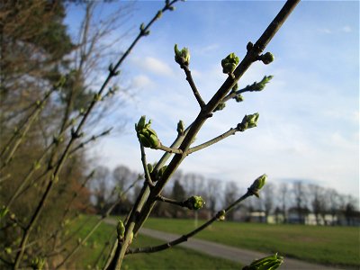 Gewöhnlicher Spindelstrauch oder Pfaffenhütchen (Euonymus europaeus) in Hockenheim