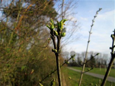Gewöhnlicher Spindelstrauch oder Pfaffenhütchen (Euonymus europaeus) in Hockenheim