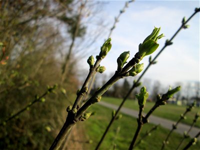 Gewöhnlicher Spindelstrauch oder Pfaffenhütchen (Euonymus europaeus) in Hockenheim