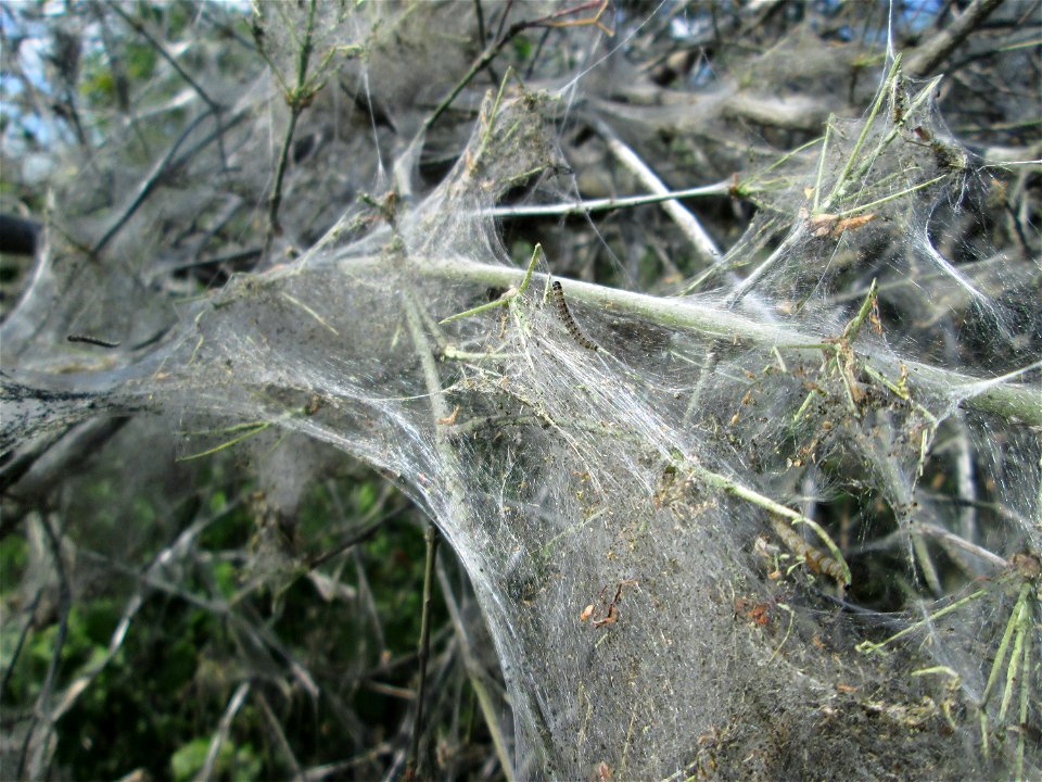 Völlig von der Gespinstmotte überzogenes Pfaffenhütchen (Euonymus europaeus) im Naturschutzgebiet „Bachwiesen/Leopoldswiesen“ im Hockenheimer Rheinbogen