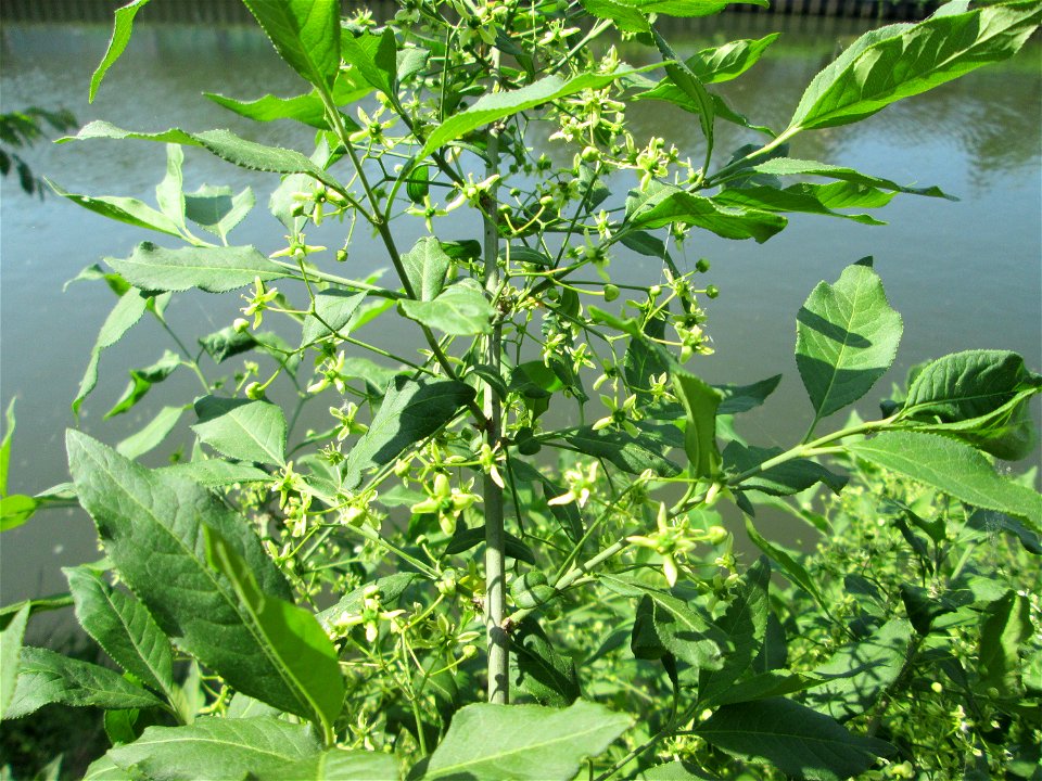 Gewöhnlicher Spindelstrauch oder Pfaffenhütchen (Euonymus europaeus) an der Saar in Saarbrücken