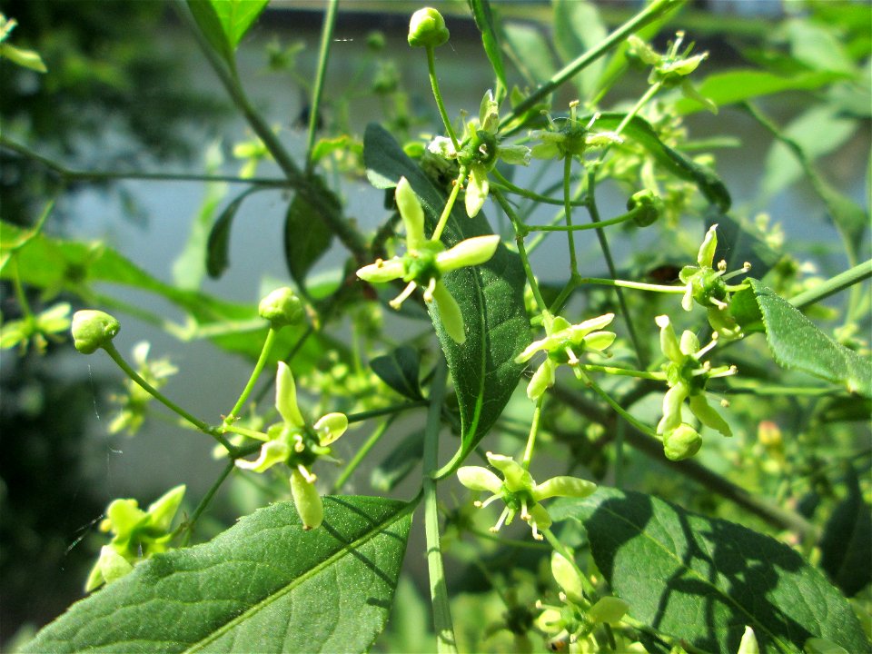 Gewöhnlicher Spindelstrauch oder Pfaffenhütchen (Euonymus europaeus) an der Saar in Saarbrücken