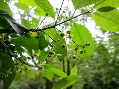 Gewöhnlicher Spindelstrauch oder Pfaffenhütchen (Euonymus europaeus) im Landschaftsschurtgebiet „St. Johanner Stadtwald“