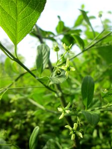 Gewöhnlicher Spindelstrauch oder Pfaffenhütchen (Euonymus europaeus) im Naturschutzgebiet „St. Arnualer Wiesen“