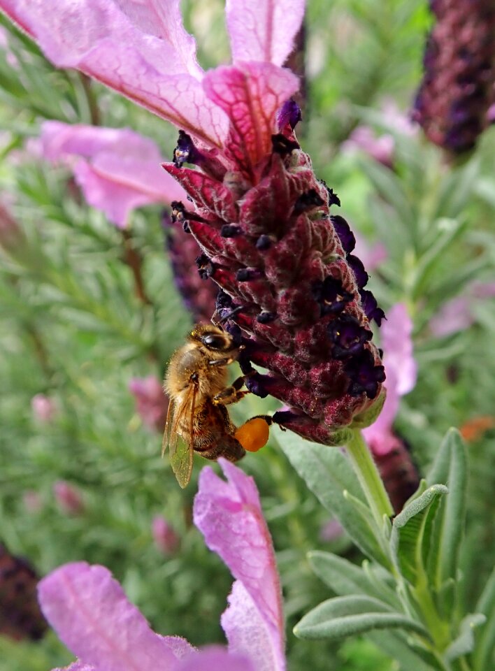 Insect garden nature