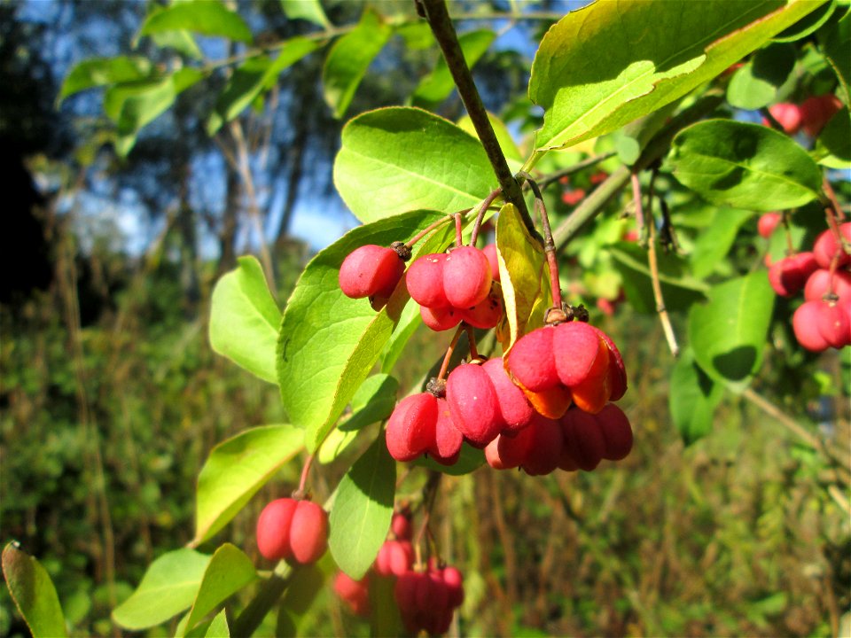 Gewöhnlicher Spindelstrauch oder Pfaffenhütchen (Euonymus europaeus) am Tierfriedhof Saarbrücken