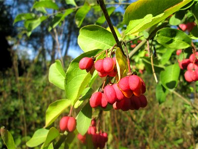 Gewöhnlicher Spindelstrauch oder Pfaffenhütchen (Euonymus europaeus) am Tierfriedhof Saarbrücken