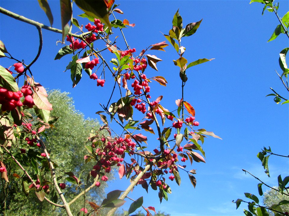 Gewöhnlicher Spindelstrauch oder Pfaffenhütchen (Euonymus europaeus) im Landschaftsschutzgebiet „Tabakmühlental - Oberster Weiher“ in Sankt Arnual