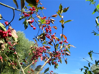 Gewöhnlicher Spindelstrauch oder Pfaffenhütchen (Euonymus europaeus) im Landschaftsschutzgebiet „Tabakmühlental - Oberster Weiher“ in Sankt Arnual