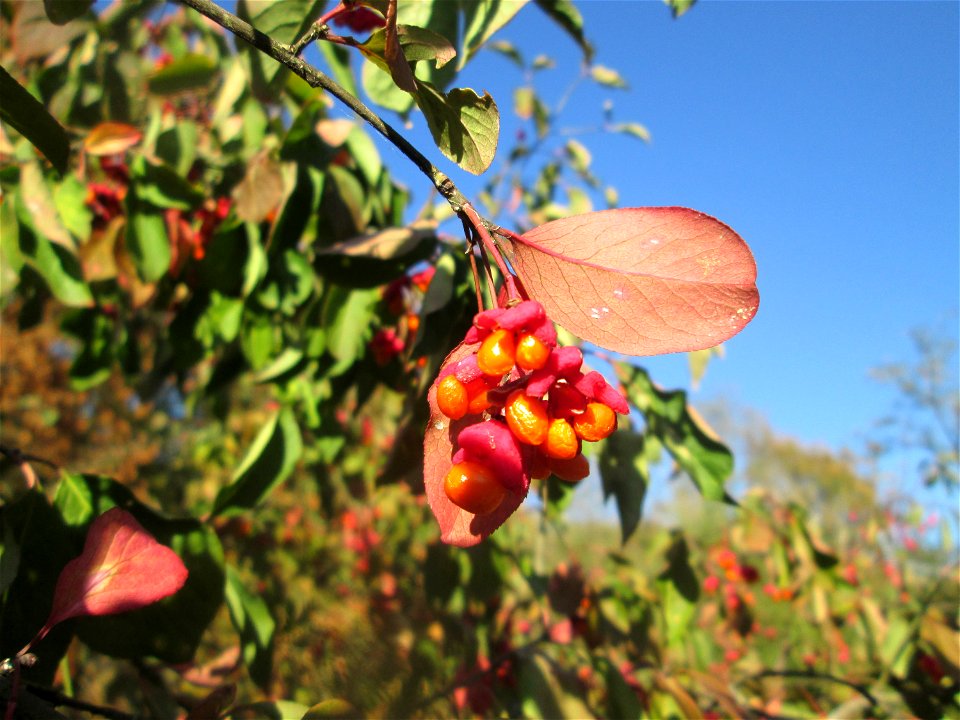 Gewöhnlicher Spindelstrauch oder Pfaffenhütchen (Euonymus europaeus) an der A61 bei Hockenheim