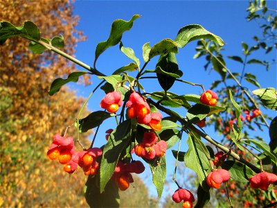 Gewöhnlicher Spindelstrauch oder Pfaffenhütchen (Euonymus europaeus) an der A61 bei Hockenheim