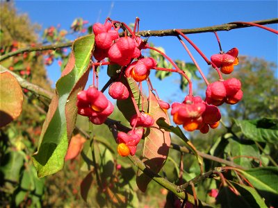 Gewöhnlicher Spindelstrauch oder Pfaffenhütchen (Euonymus europaeus) an der A61 bei Hockenheim