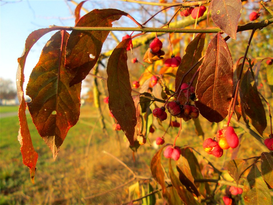 Gewöhnlicher Spindelstrauch oder Pfaffenhütchen (Euonymus europaeus) in Hockenheim