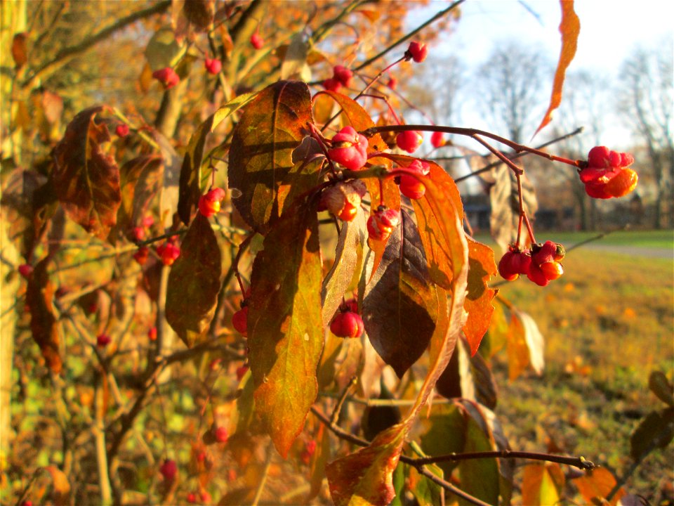 Gewöhnlicher Spindelstrauch oder Pfaffenhütchen (Euonymus europaeus) in Hockenheim