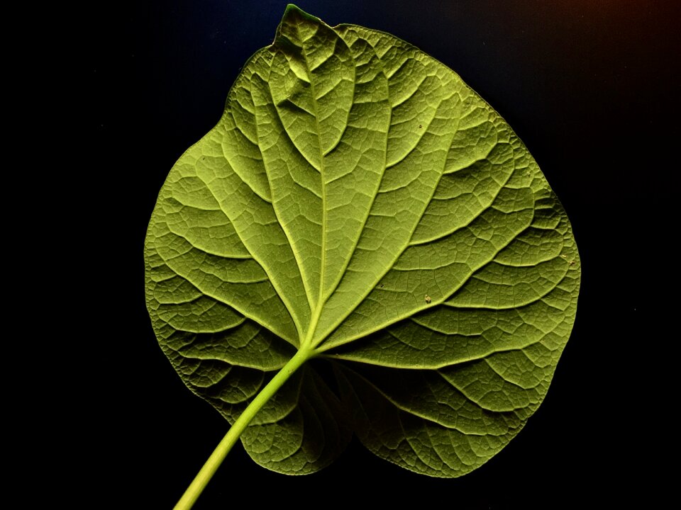 Nature green green leaf