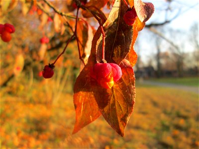 Gewöhnlicher Spindelstrauch oder Pfaffenhütchen (Euonymus europaeus) in Hockenheim