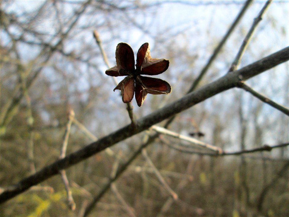 Gewöhnlicher Spindelstrauch oder Pfaffenhütchen (Euonymus europaeus) am Stadtrand von Hockenheim