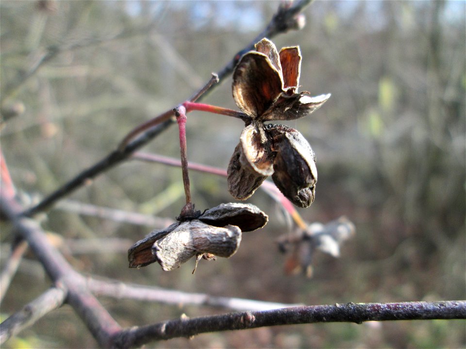 Gewöhnlicher Spindelstrauch oder Pfaffenhütchen (Euonymus europaeus) am Stadtrand von Hockenheim