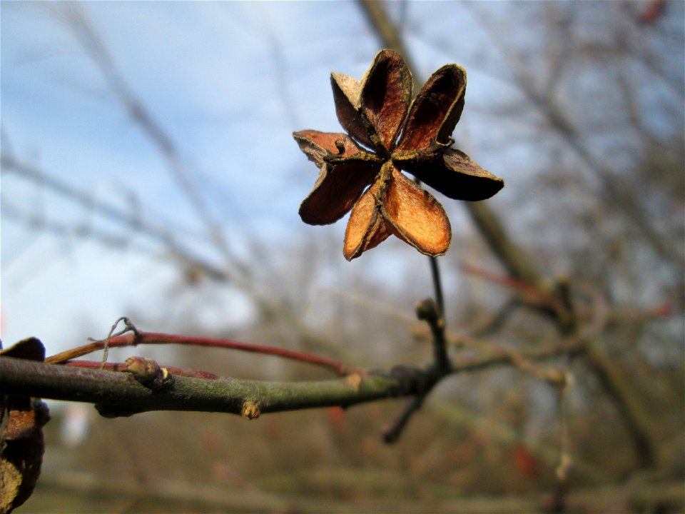 Gewöhnlicher Spindelstrauch oder Pfaffenhütchen (Euonymus europaeus) am Stadtrand von Hockenheim