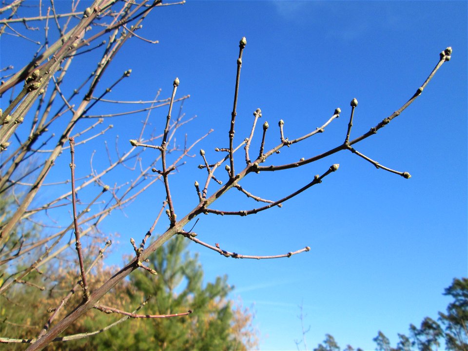 Gewöhnlicher Spindelstrauch oder Pfaffenhütchen (Euonymus europaeus) in der Schwetzinger Hardt