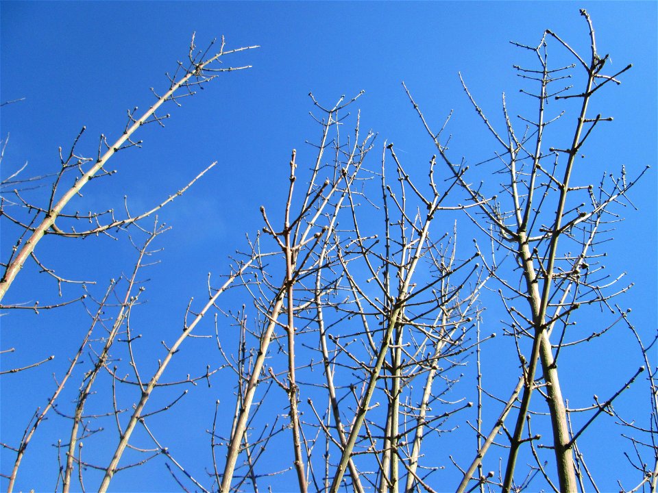 Gewöhnlicher Spindelstrauch oder Pfaffenhütchen (Euonymus europaeus) in der Schwetzinger Hardt